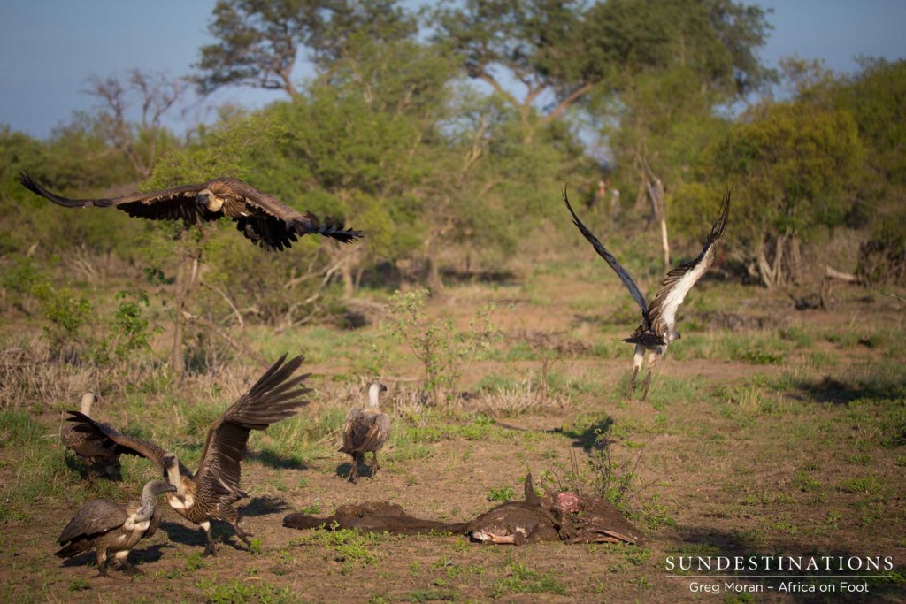 Vultures take off as hyena charges