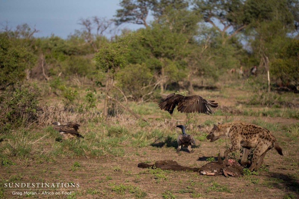 Guests watch on from their hiding place as a hyena battles with vultures