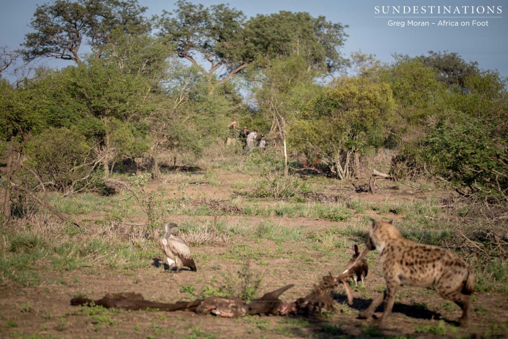 The hyena grabs a mouthful of the carcass and attempts to drag it away