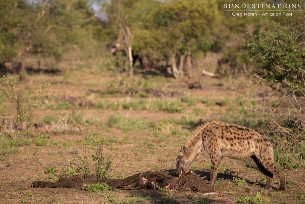 Peace, at last. Guests peer through the bush to watch the hyena feeding