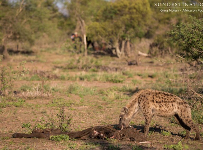 Walking Safari with Hyena & Vultures on Kill