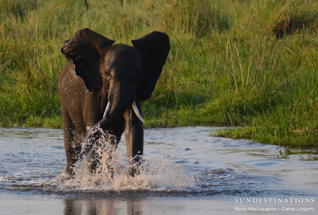 An elephant splashing in the Linyanti Swamps, blissfully unaware of its species' endangered existence