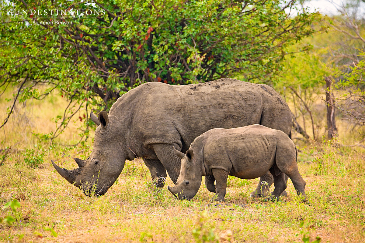 Rhino and Calf