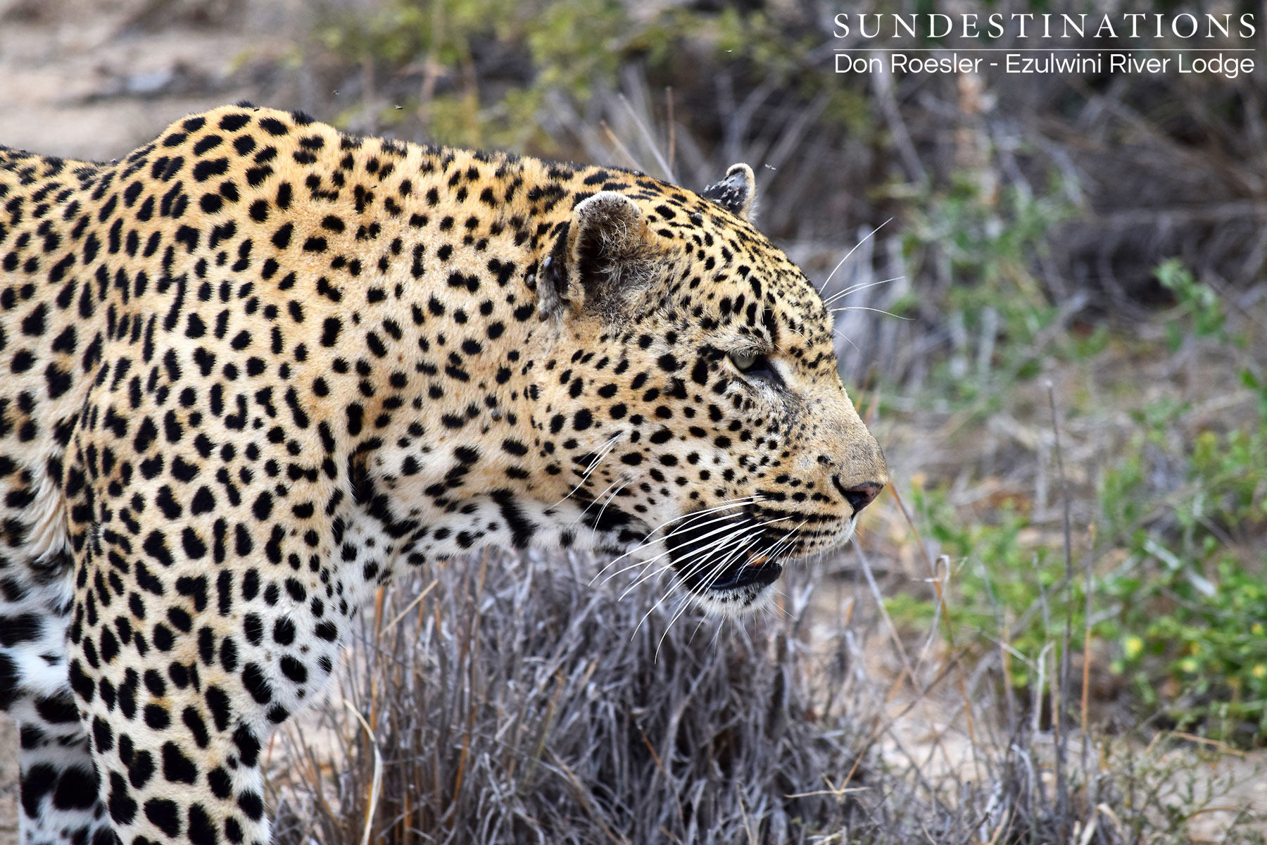 Chavalathu the Leopard