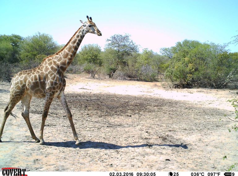 Seen Behind the Scenes: Camera Trap at Sneaky Pan