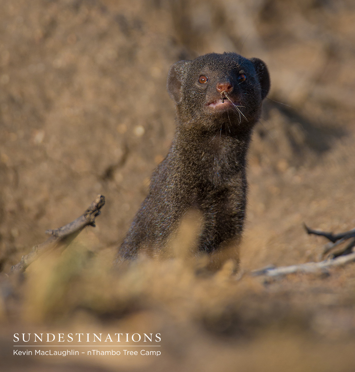 Dwarf Mongoose