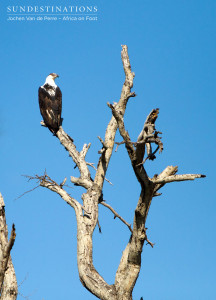 Juvenile African Fish Eagle