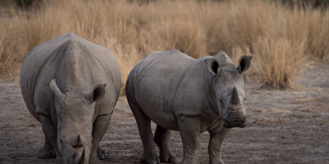 #WWD2016 : Unpacking Rhino Poaching Statistics