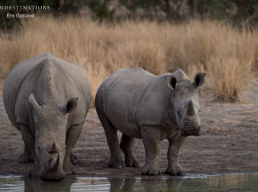 In 2012 a recorded amount of 633 rhinos were poached. Within two years, this number escalated to a staggering 1020. And these are just the official numbers recorded by the Department of Environmental affairs. There are plenty of unaccounted for rhino deaths which affect the decline of our rhino population. The increase in poaching is […]