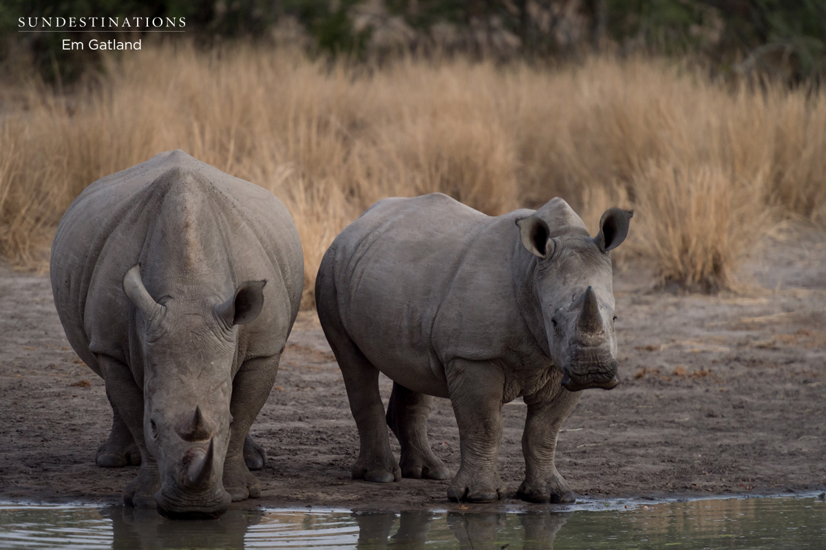 World Wildlife Day 2016 - Rhinos