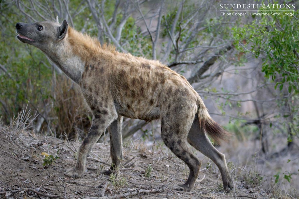 A mischievous spotted hyena glances up in search of White Dam's impala kill stashed in the tree overhead