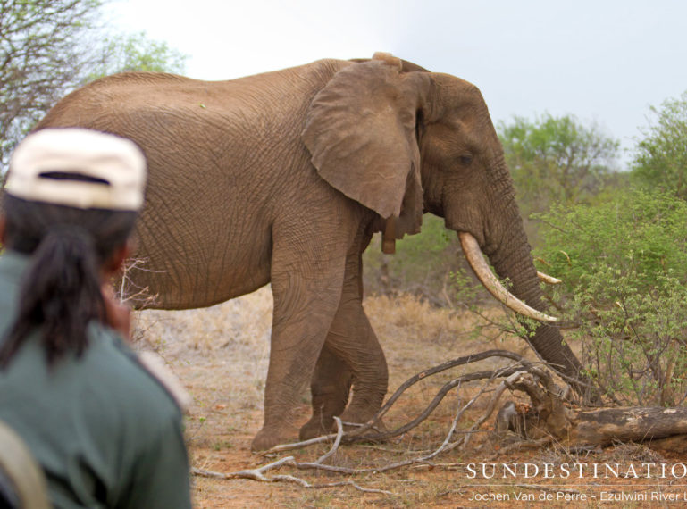 Shoshangaan the Tusker Dies of Natural Causes