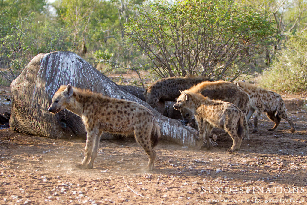 A clan of hyena are dwarfed by the sheer size of Shoshangane's carcass