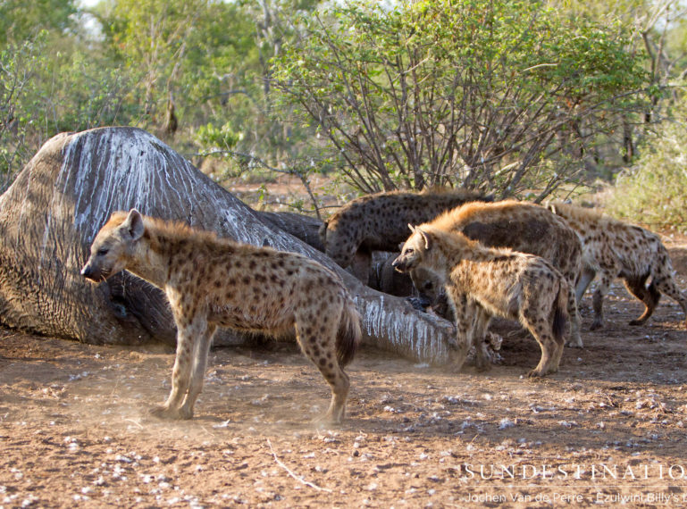 Hyenas feed on fallen giant, Shoshangane