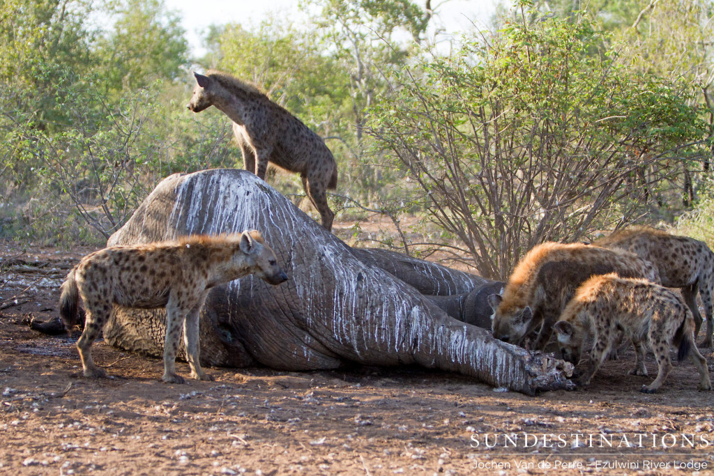 Hyena climbs onto Shoshangane's carcass and surveys the area