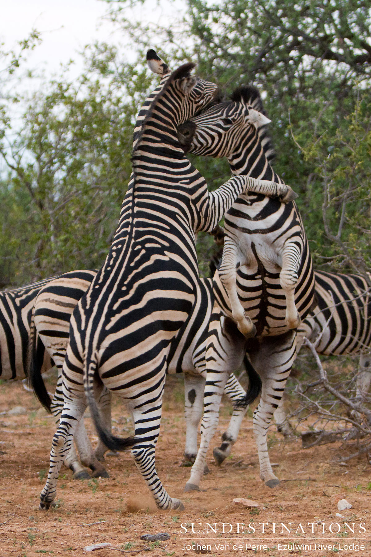 Zebra Stallions