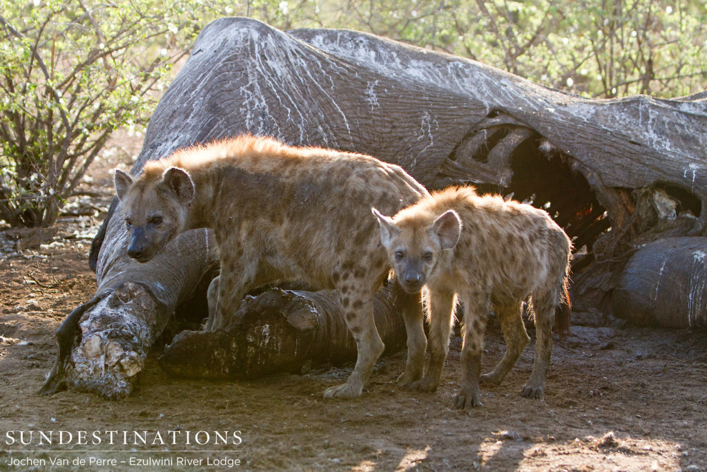 Hyena cubs benefitting from this easy meal - a change in the otherwise tough life of these predators