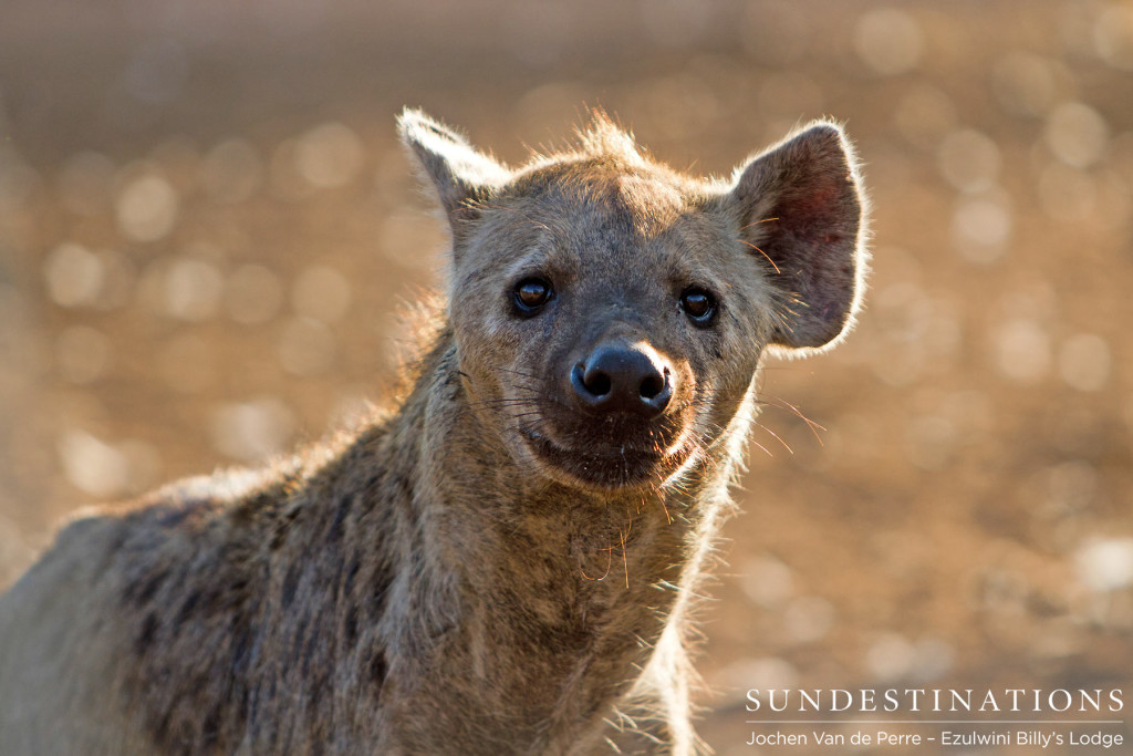 Curious face of a hyena