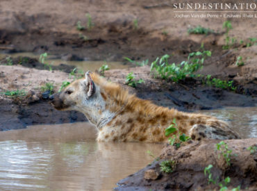 The skies have opened and torrents of fresh water can be seen soaking the parched lands of the Kruger. The rain is here in full force and it’s creating a playground for our wildlife ! Dagga boys are spoilt for choice with waterholes, elephants are frolicking in the water like first time beach goers at the […]