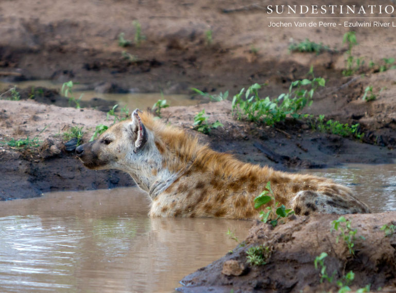 Week in Pics: Wildlife Behaviour in the Rain