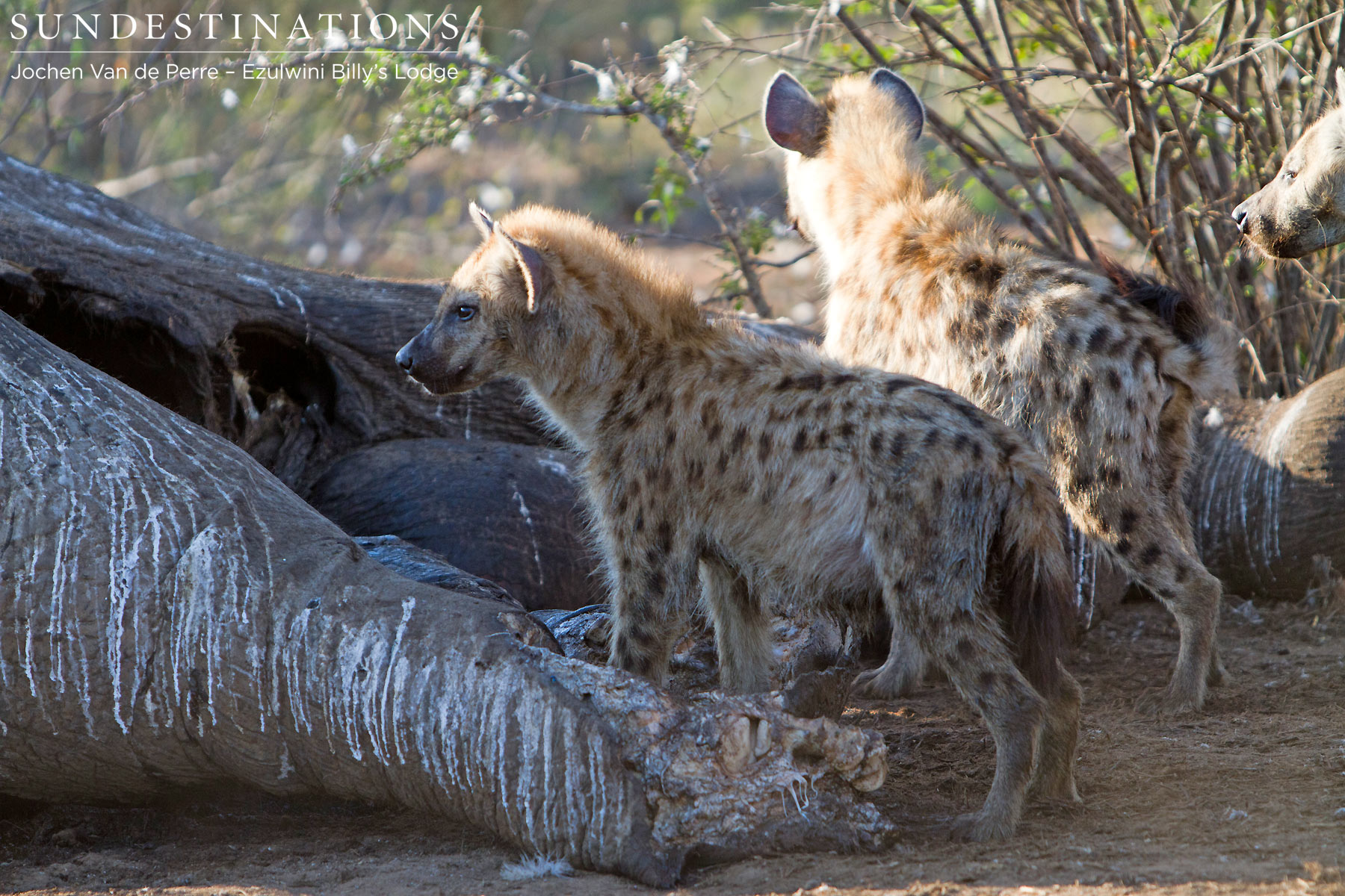 Hyena cubs enjoying the hearty meal offered by the deceased elephant