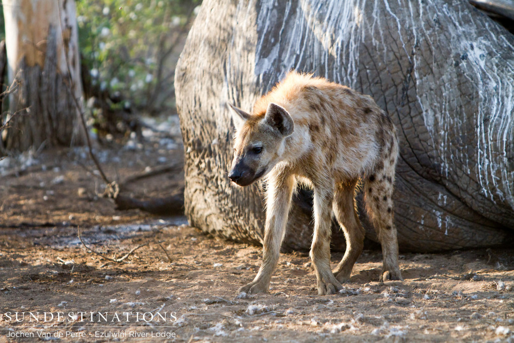 Giant elephant carcass feeding a clan of hyena