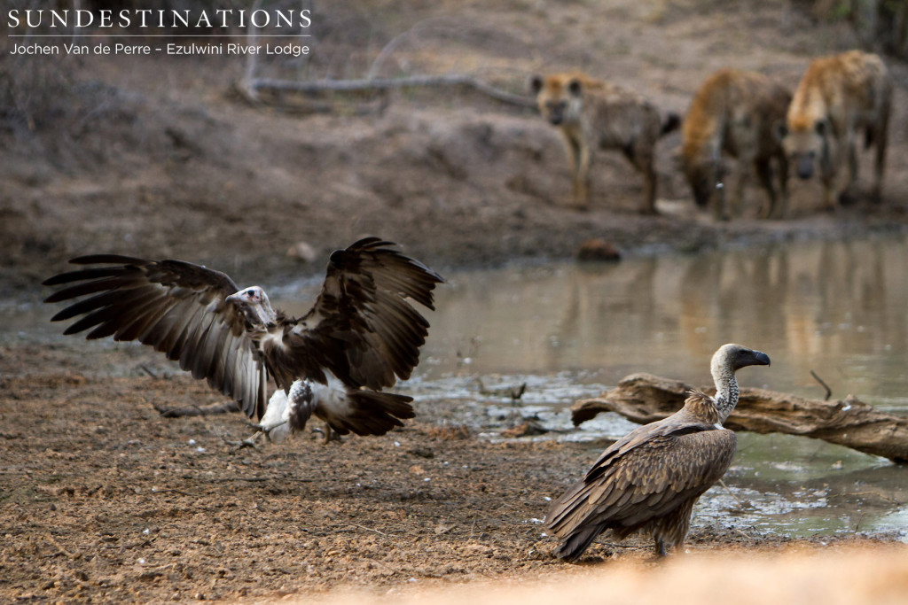 The scavenger gathering at the site of an elephant carcass in the Balule