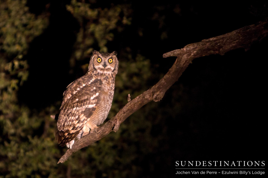 A spotted eagle owl perches in the spotlight outside Ezulwini River LodgeA spotted eagle owl perches in the spotlight outside Ezulwini River Lodge