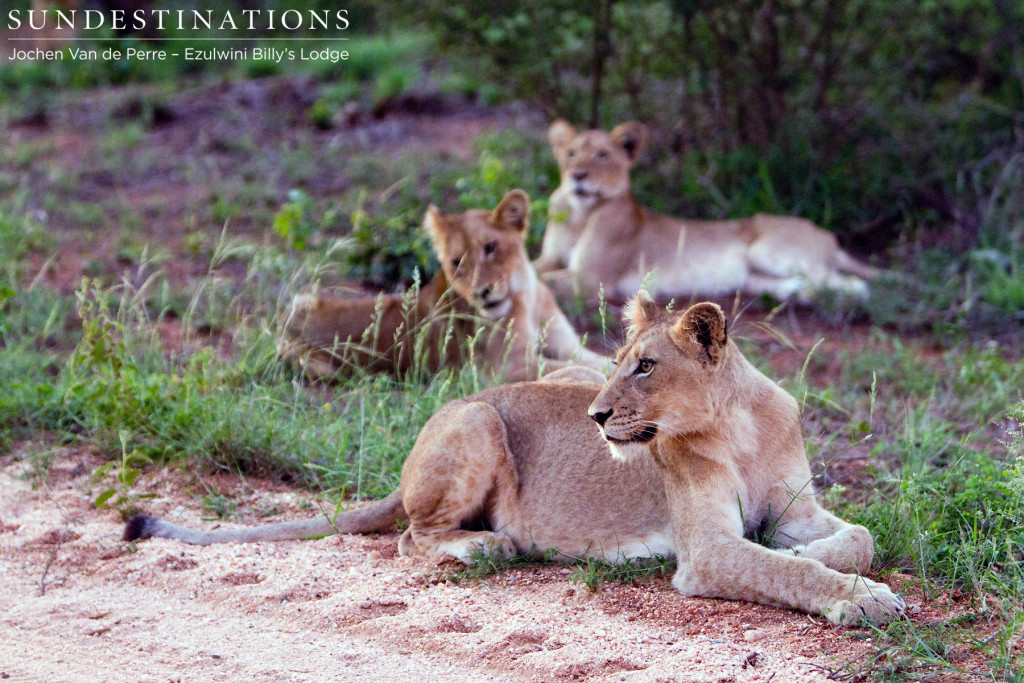 Three individuals from the Olifants West Pride line themselves up nicely for a photo opp. at Ezulwini