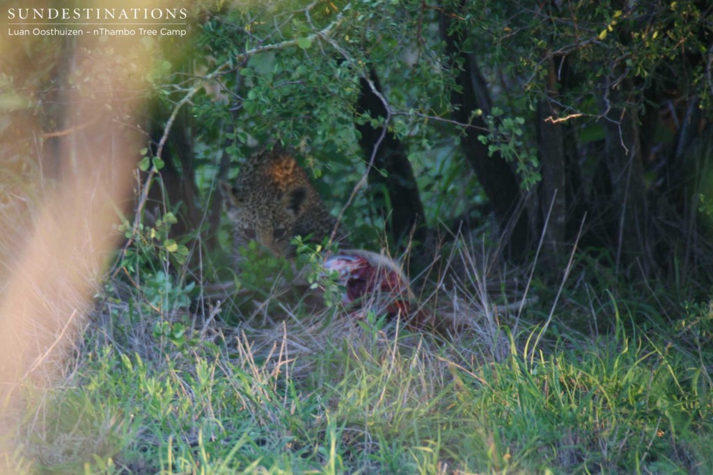 Leopard cub creeping into view