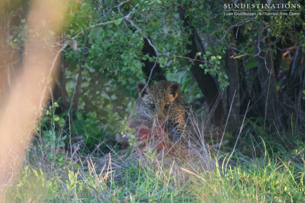 Ross Dam's male cub