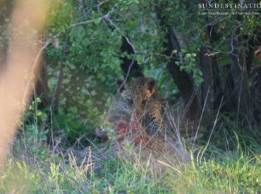 The Klaserie is a fantastic spot for leopard sightings at the moment, and it’s not only adult leopards the guests at nThambo Tree Camp are seeing, but leopard cubs too! Currently, the Ross Dam female and the newly named White Rock female both have growing cubs, and just this morning, our guests got a glimpse of […]