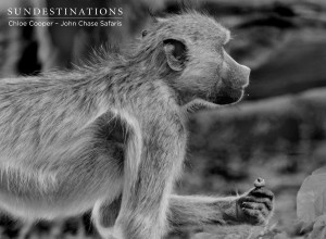 Botswana Baboon