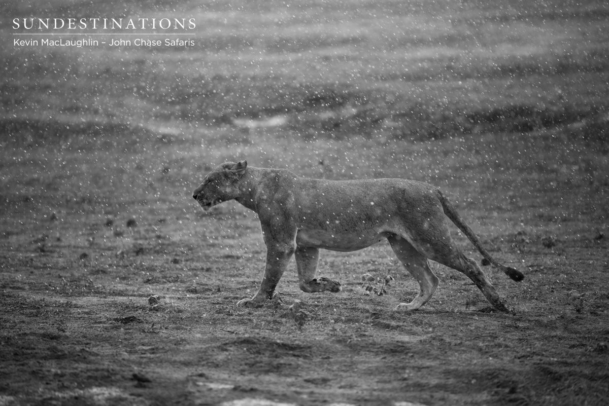 Old Lioness - John Chase Safaris