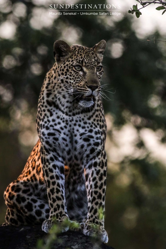 The magnificent Kigelia - young female leopard posing gracefully in the dusk light