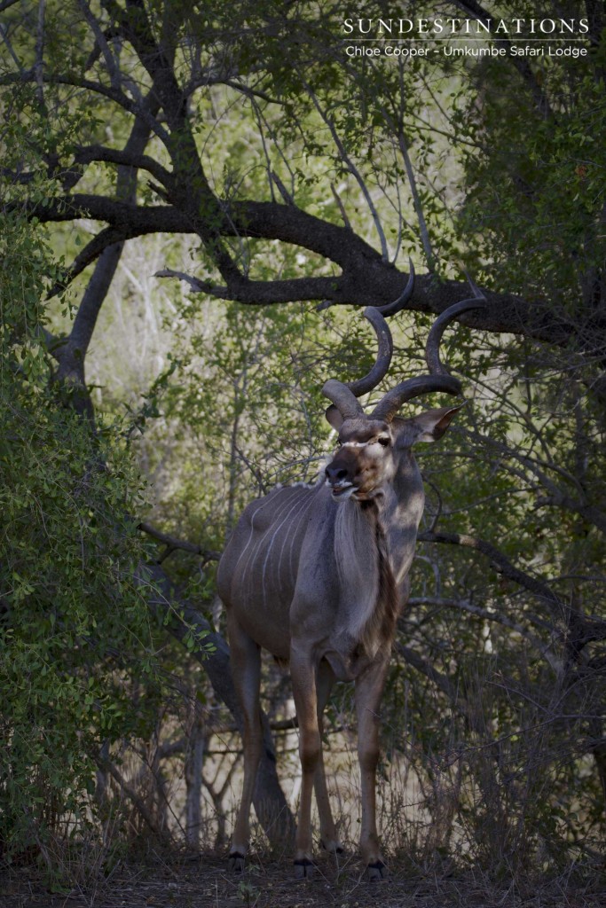 Kudu bull emerges from the thicket 
