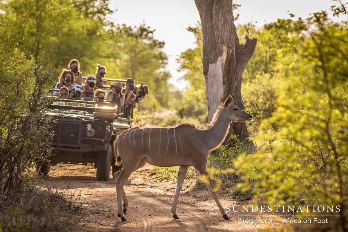 Kudu Cow Africa on Foot