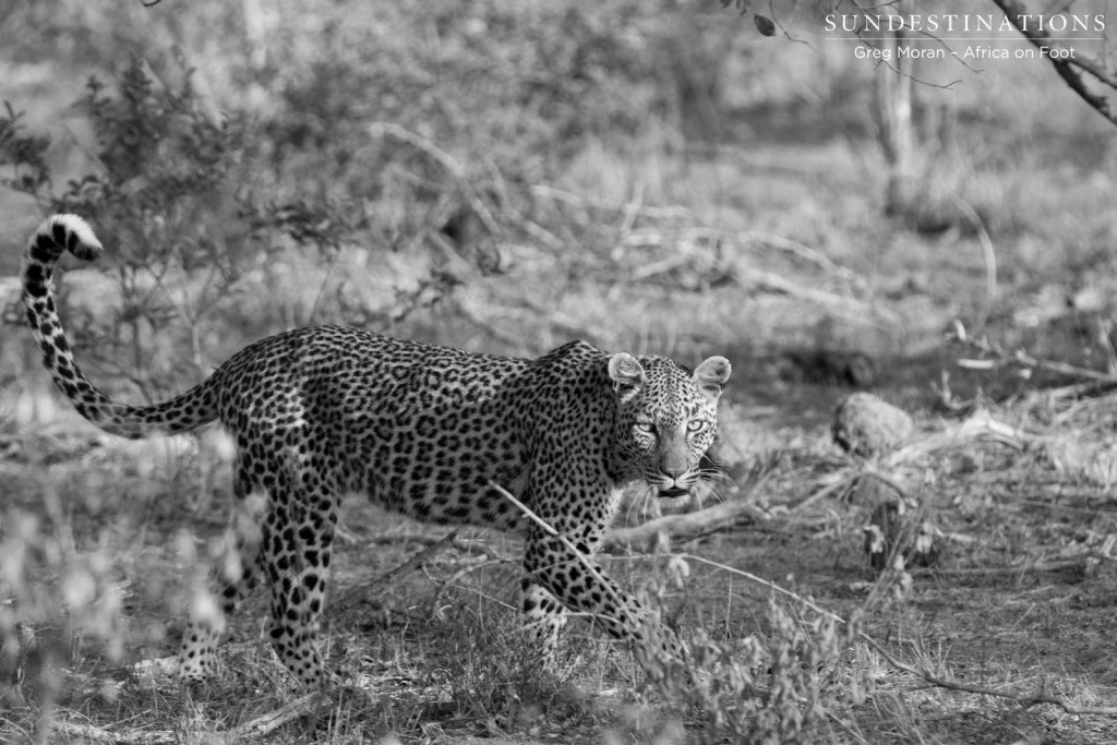 Cleo the leopardess steps carefully through the veld with her eyes on her admirers