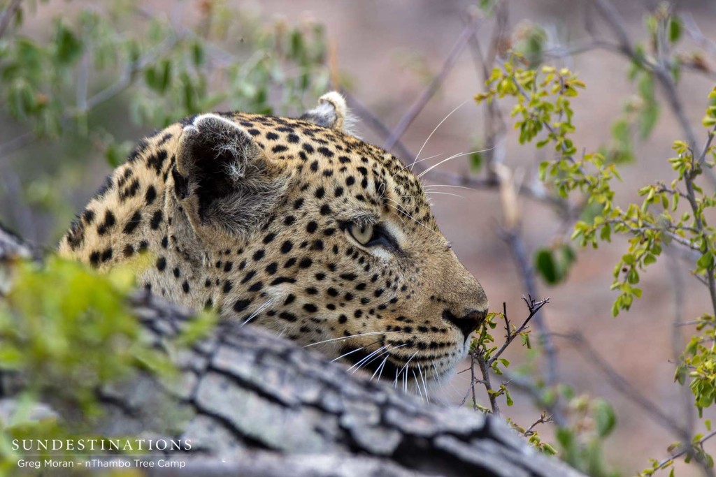 Cleo plans her next move as she cautiously moves through the bush