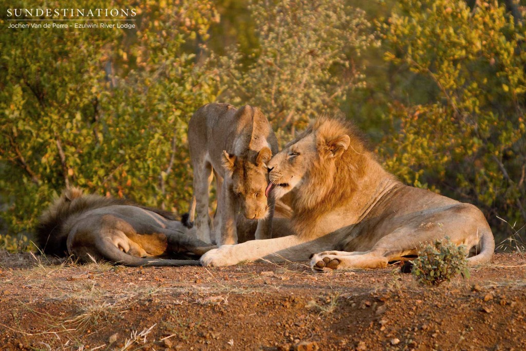 A pride leader greets one of the young lionesses with affection
