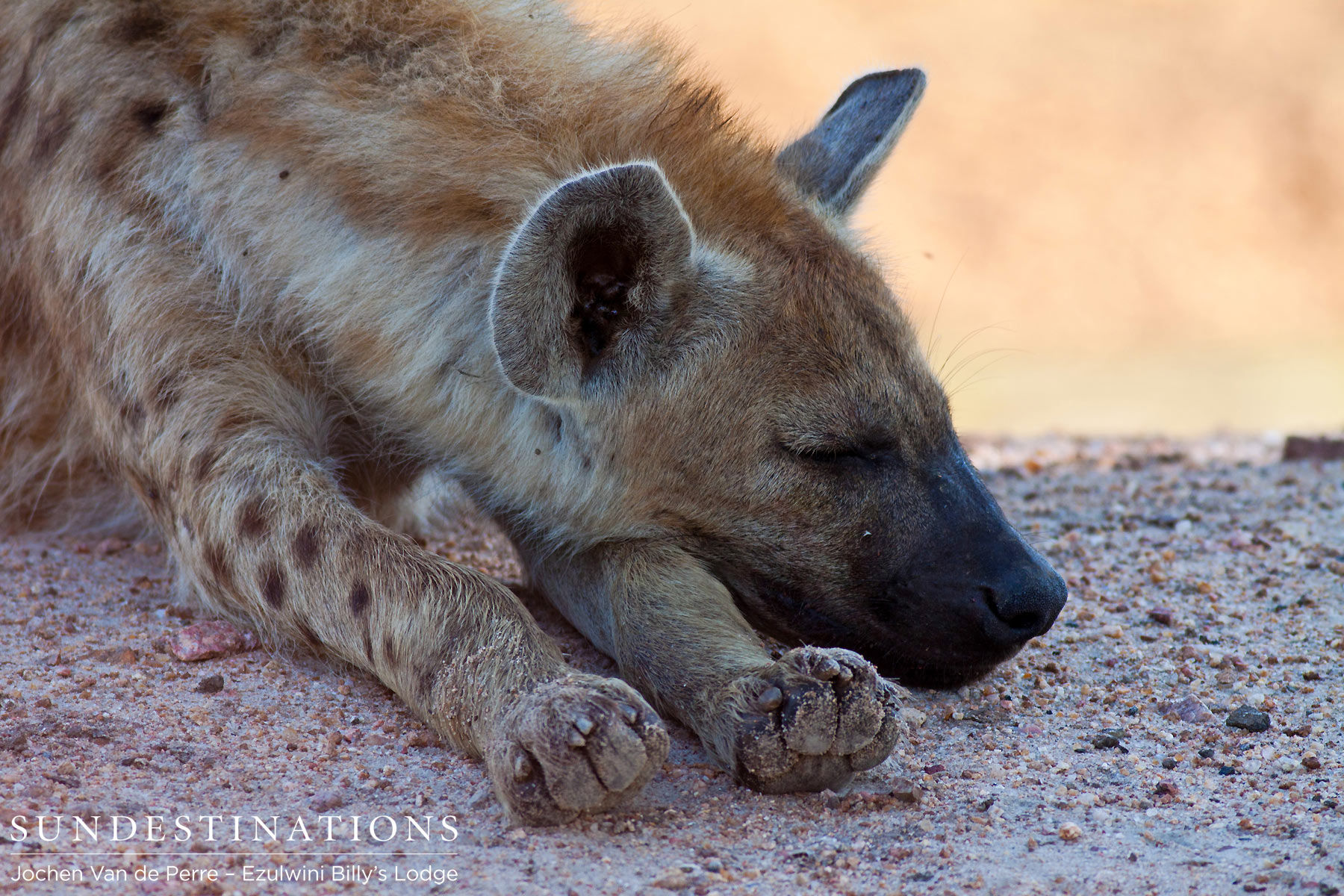 Sleeping hyena in Balule