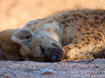 The hyena is not the best looking animal but it’s certainly one of Africa’s most successful scavengers and ruthless carnivores. These stout morphologically dog-like creatures are the most misunderstood species in the safari world.  Notorious for being cowardly, cunning thieves and unrepentant killers; it’s no surprise that they have a bad reputation. Hyenas are actually highly social, intelligent and […]