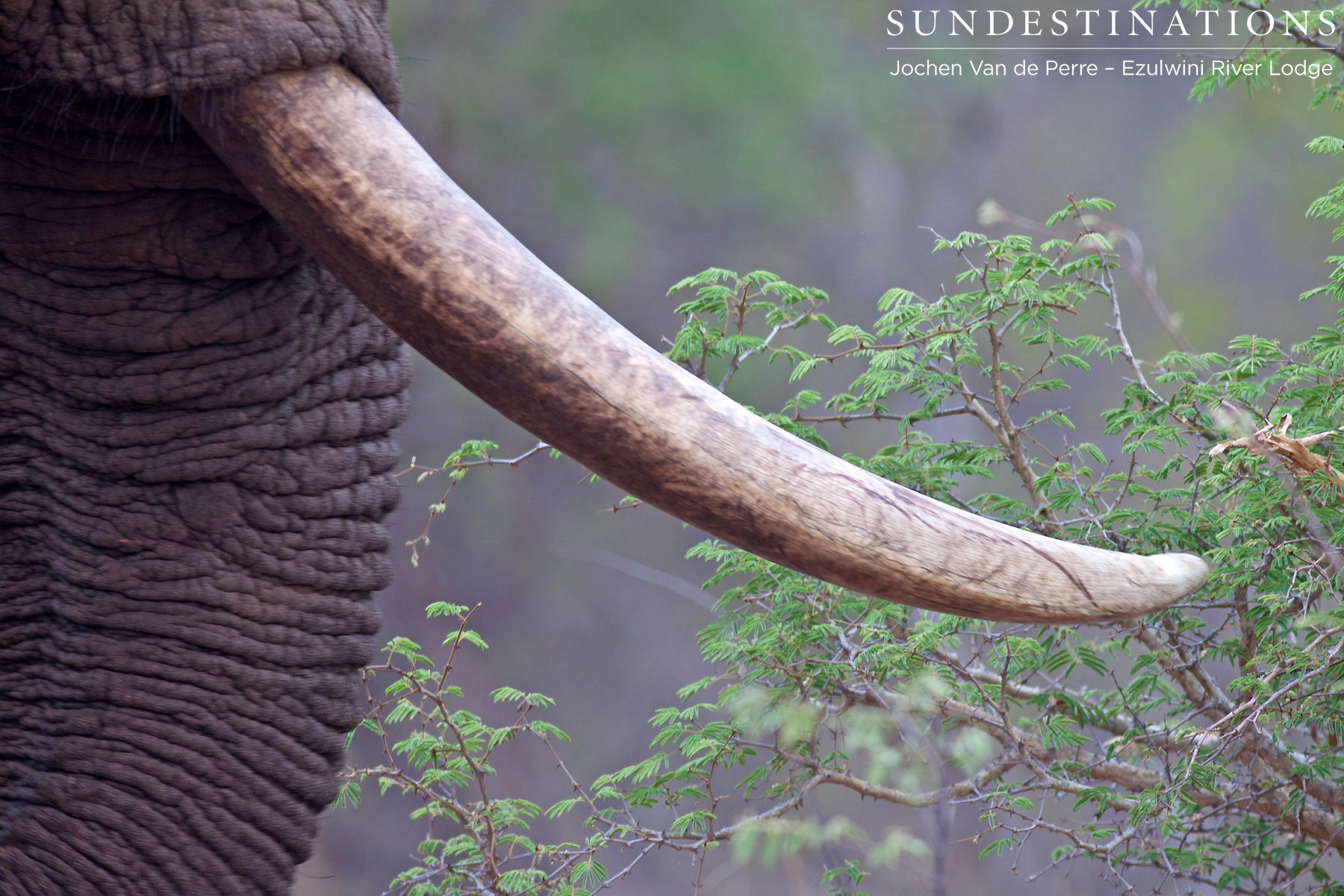 Shoshangaan Tusker