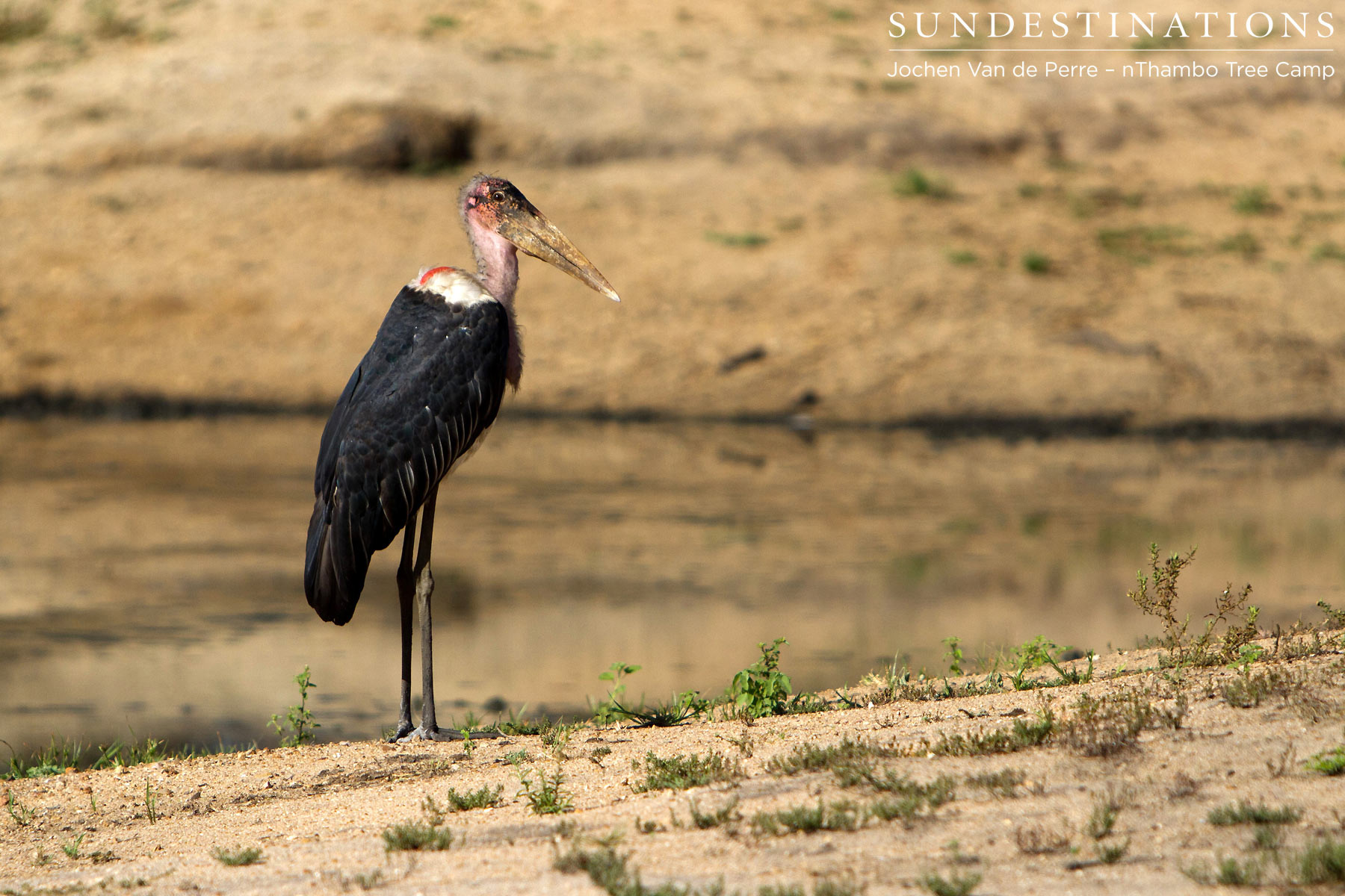 Marabou Stork