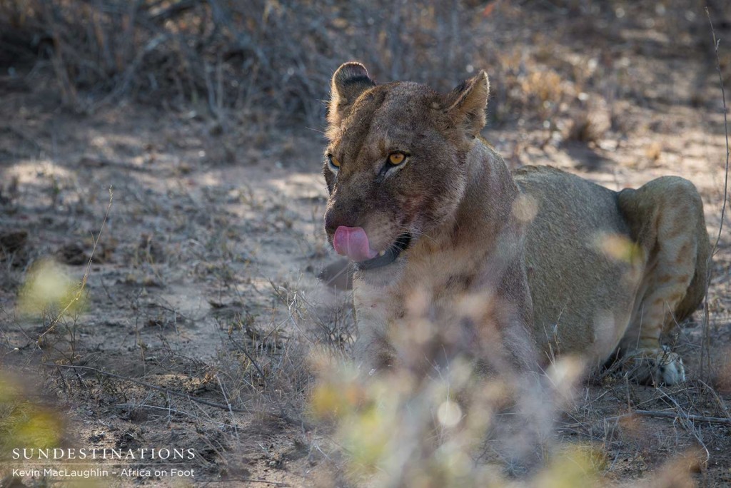 A Ross Pride lioness hangs back from a warthog kill as things begin to get messy between two males