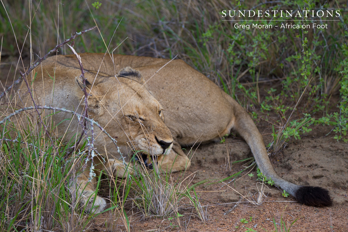 Ross Pride Lioness