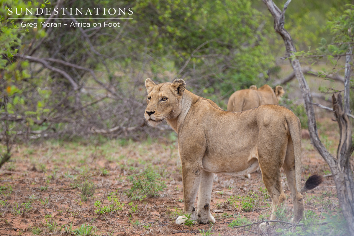 Ross Pride Lionesses