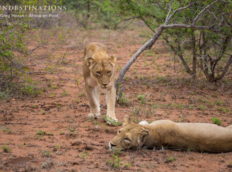 Guests on Walk Spot Ross Pride Breakaway Lionesses