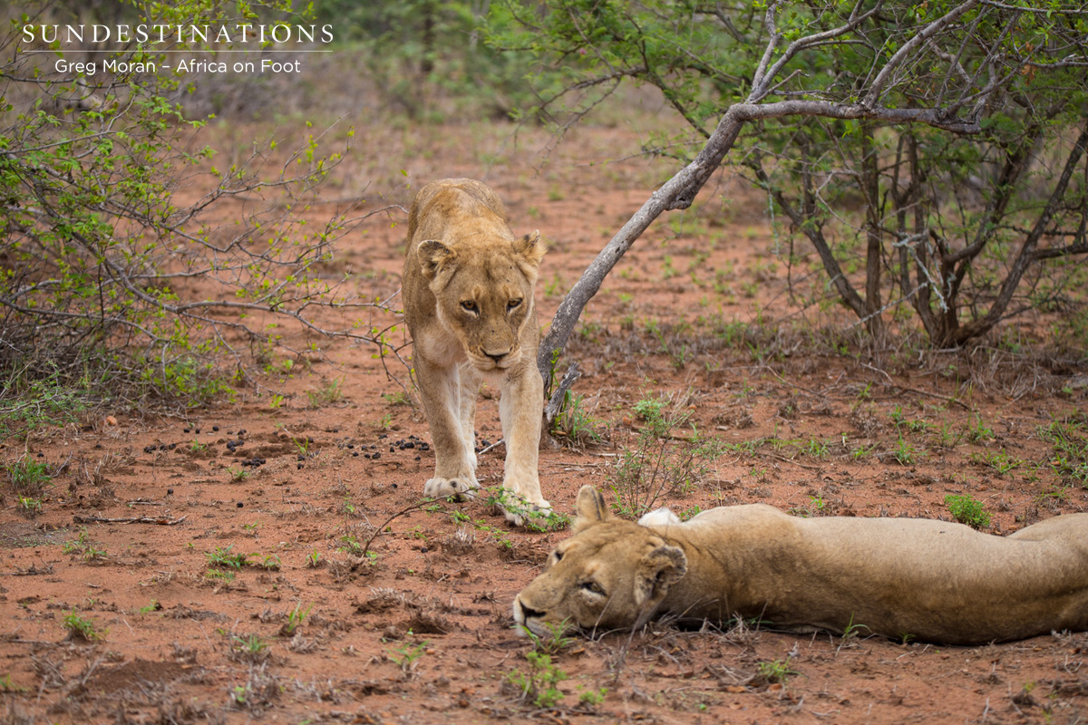 Two Klaserie Lionesses