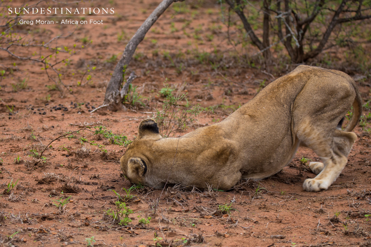 Lioness Rolls in Dung